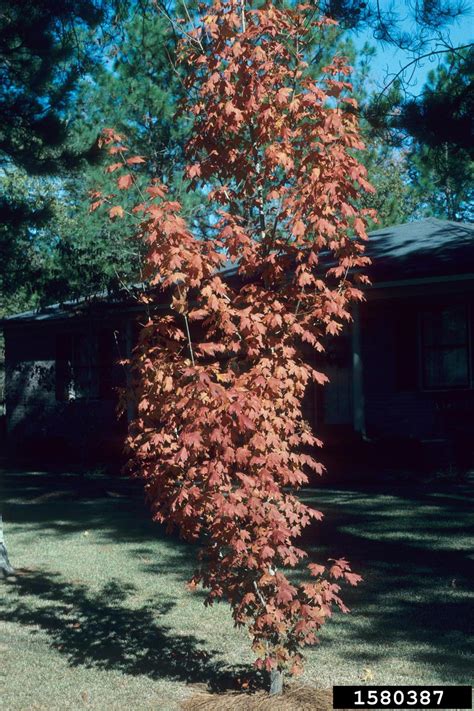Chalk Maple Acer Leucoderme