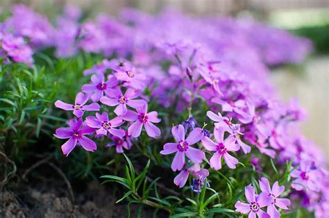 14 Hardy Ground Cover Plants For The Beach And Coastal Gardens
