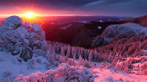 Pink Winter Sunrise Over The Forest Wallpapers And Images