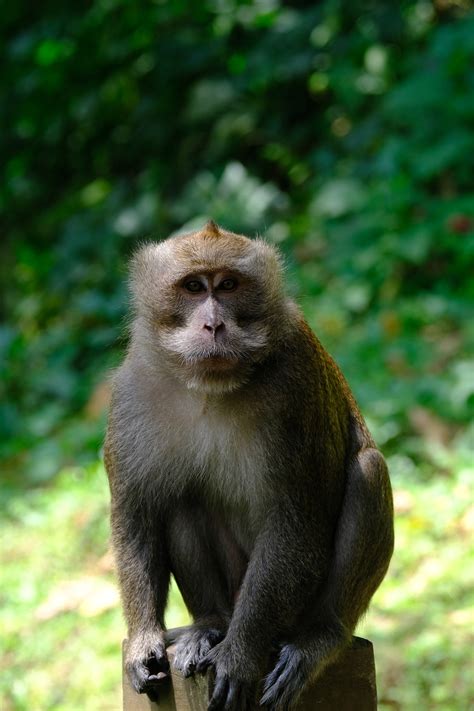 Monyet Primata Binatang Buas Foto Gratis Di Pixabay Pixabay
