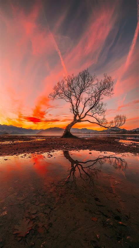 The Tree Wanaka New Zealand Vertical Panorama 2048x1152 Oc