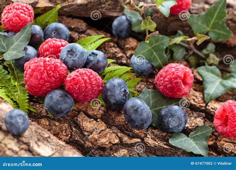 Forest Berries Background Stock Photo Image Of Berry 67477002