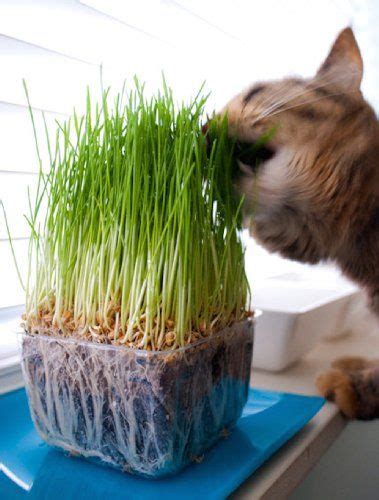 Dogs are territorial, and their favorite walkway in. A Tasty Treat: How to Grow Wheatgrass for Pets at Home | Growing wheat grass, Cat grass, Wheat grass