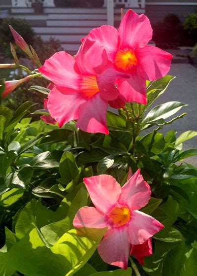Plant Of The Week Mandevilla Neil Sperry S Gardens