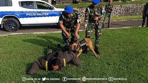 Personel Yonpomad Puspomad Melaksanakan Latihan Satwa K9 Pusat Polisi Militer Tni Ad