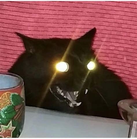 Evil Teefies Meow Moe Scary Cat Evil Cat Cat Memes