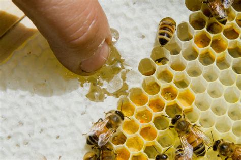The Secret Lives Of Honeybees How Honey Gets Made Bee Keeping Honey