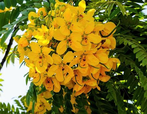 Cassia Leptophylla “gold Medallion Tree” Aloha Tropicals