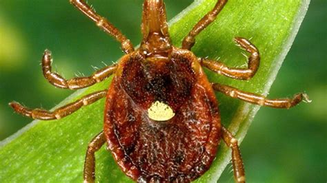 This Tick May Make You Allergic To Red Meat How Long Will It Last