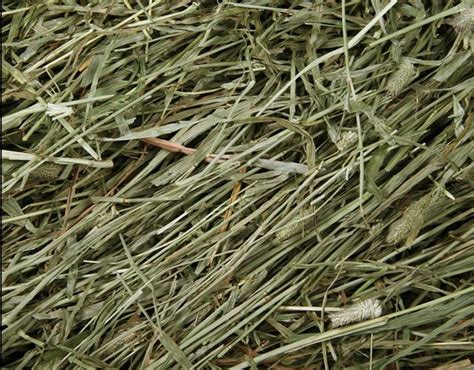 What Are The Key Differences Between Coastal Hay Timothy Hay Alfalfa