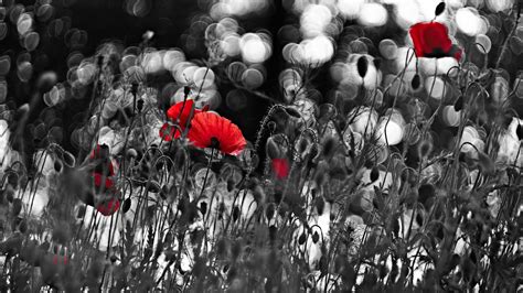 Poppies Flowers Selective Coloring Bokeh Nature