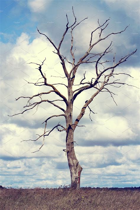 Dead Tree Featuring Dry Dead And Tree Nature Stock Photos