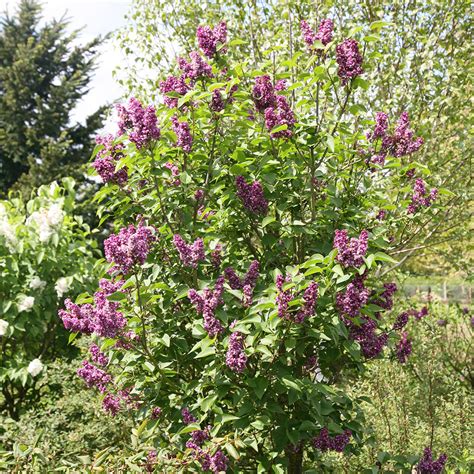 Buy Common Lilac Syringa Vulgaris Charles Joly Delivery By Crocus
