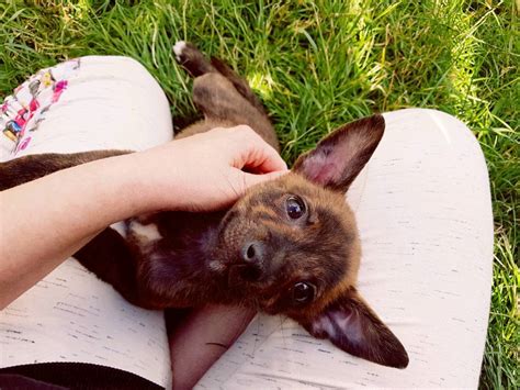 Staffy X Pom Puppies In Bucksburn Aberdeen Gumtree