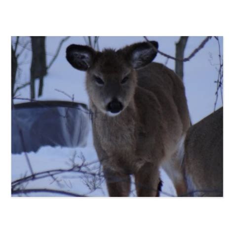 Fuzzy Deer Postcard Zazzle