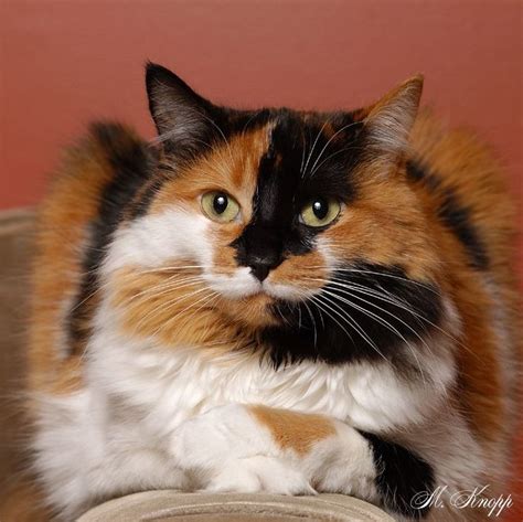 Found On Bing From Beautiful Cats Calico