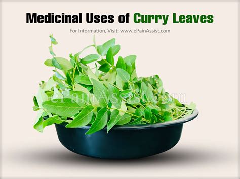 Curry Leaf Plant Medicinal Uses Nda Or Ug