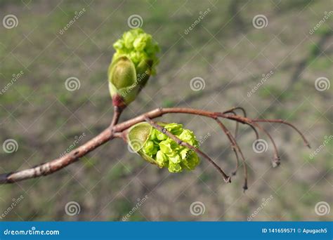 Shoot Of Norway Maple With Flower Buds Stock Image Image Of April