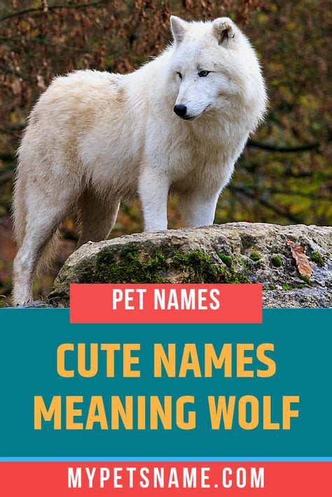 30 Best Wolf Names Images In 2020 Wolf Name Wolf Names
