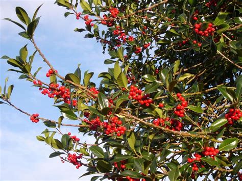Birds love to eat holly berries. LIFE ON THE FRINGE - 2: More on Celtic Northwestern Europe ...