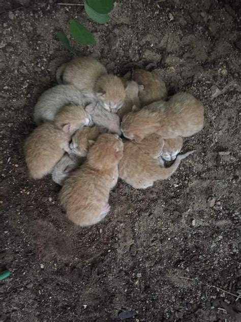 A Litter Of Eight Orphaned Ginger Kittens Were Found Huddling With Each