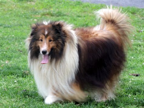 It's free to post an ad. The Happy Woofer - Shetland Sheepdog - Delaware Dog ...