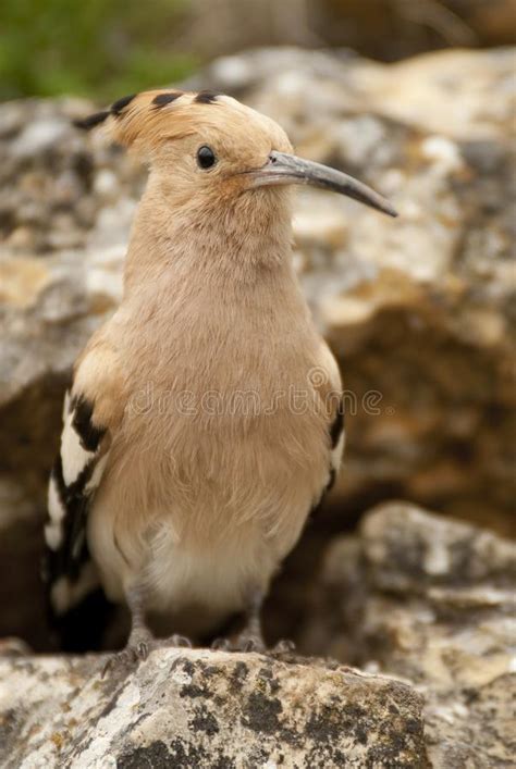 Eurasia Hoopoe Or Common Hoopoe Upupa Epops Perched On The Rocks Stock