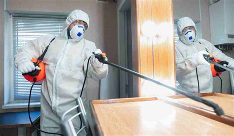 Dangers Of Diy Mold Removal Best To Leave It To The Professionals
