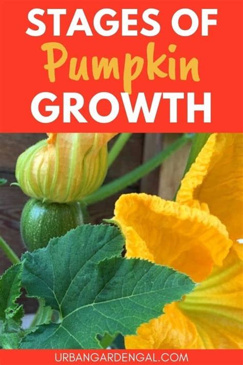 Growing Pumpkins In Your Vegetable Garden Means That You Get To Watch