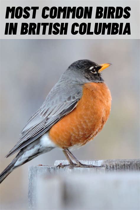 8 Most Common Birds In British Columbia Bc With Pictures