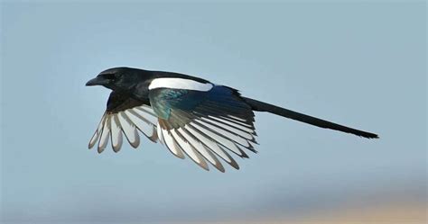 11 Black Bird With White Stripe On Wing With Images