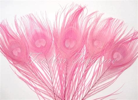 Items Similar To Selected Light Pink Peacock Feathers Dyed Peacock