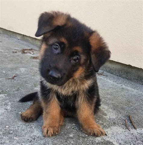 With long ears (in sepia, retro style, with focus on the eyes and nose GSD Puppy | Puppy | German shepherd dogs, Cute german ...