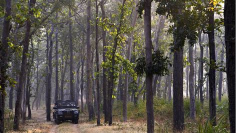 The Bandhavgarh National Park Samode Safari Lodge