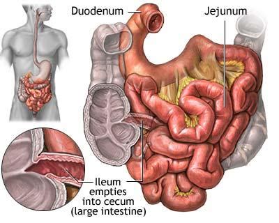 Most absorption of nutrients and water happen in the intestines. 5 Facts About the Small Intestine