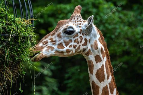 La Jirafa Giraffa Camelopardalis Es Un Mamífero Ungulado De Dedos Uniformes Africano La Más