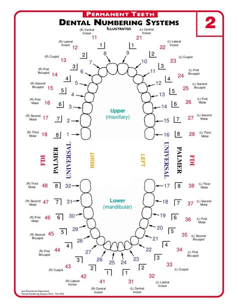 Mint Kids Dentistry How To Use The Dental Chart For Your
