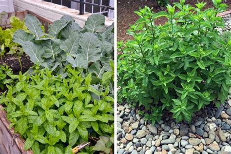 6 Reasons Why You Should Grow Mint At Home