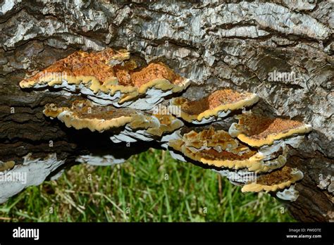 White Rot Fungus Hi Res Stock Photography And Images Alamy