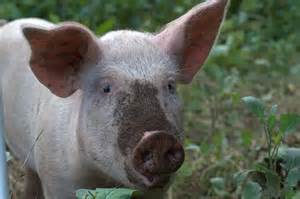 Pigs To The Rescue How Salt Pork Stops Nose Bleeds Scope Blog