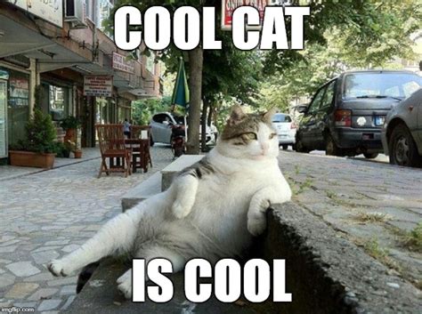 Cool Cat Is Cool Imgflip
