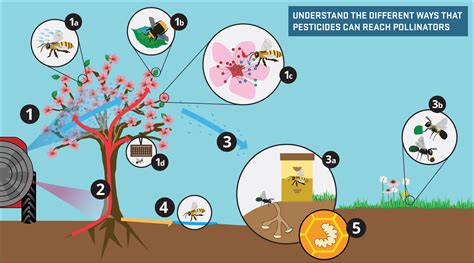 Reduce The Risk Of Pesticides To Pollinators Solvepest
