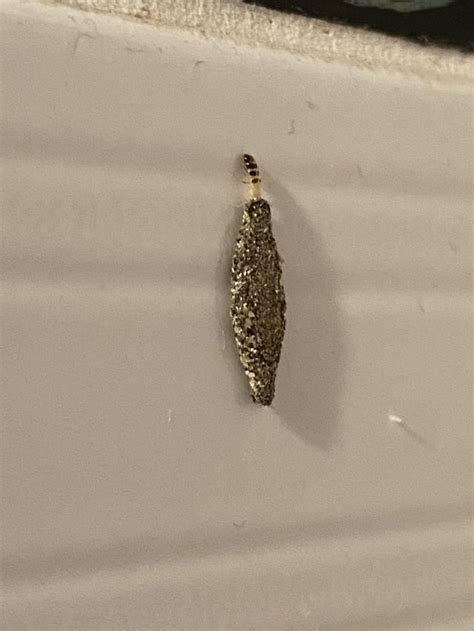 Found This Bug Climbing My Bathroom Wall Any Idea What It Is