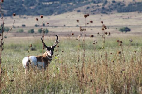 Antelope Hunts — Express Uu Bar Ranch