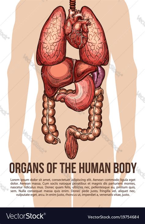 Human Organs Body System Sketch Poster Royalty Free Vector