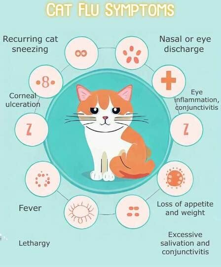 Cat Flu Feline Herpes Symptoms And Remedies New Zealand