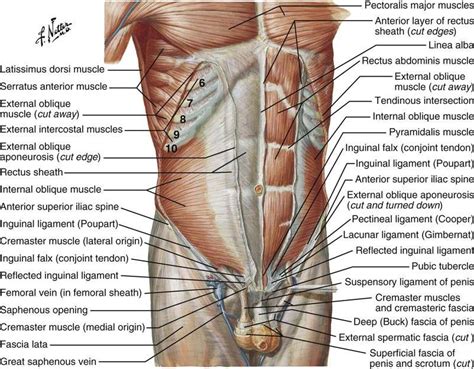 Anatomy Groin Muscles