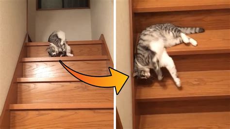 Look How This Cat Comes Down The Stairs 🐱 Cute Funny Animals