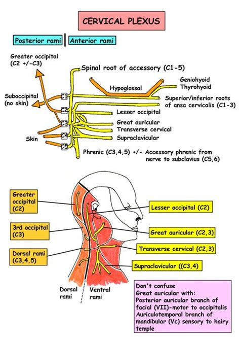 instant anatomy head and neck nerves somatic nerves cervical plexus nerve anatomy