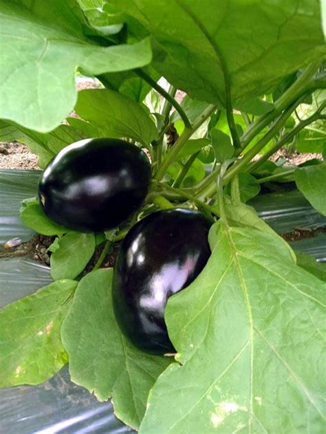 Growing Eggplant How To Grow Eggplant In A Pot Aubergine Brinjal